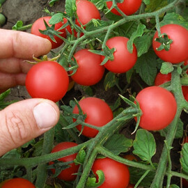 Насіння детермінантного томата Рубіньок Semo 5 г, Фасовка: Проф упаковка 5 г | Agriks