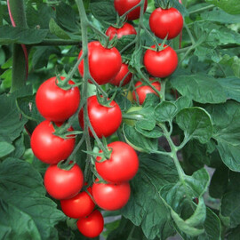 Семена томата индетерминантного Бейбино F1 Semo 100 шт, Фасовка: Проф упаковка 100 шт | Agriks