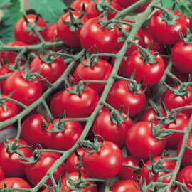 Насіння індетермінантного томату Бібі F1 Semo 100 шт, Фасовка: Проф упаковка 100 шт | Agriks