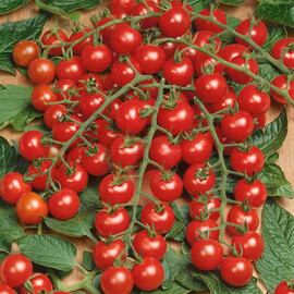 Насіння індетермінантного томату Міні F1 Semo 100 шт, Фасовка: Проф упаковка 100 шт | Agriks