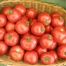 Семена томата индетерминантного Торо F1 Semo 100 шт, Фасовка: Проф упаковка 100 шт | Agriks