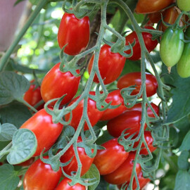 Насіння індетермінантного томату Валдо F1 Semo 100 шт, Фасовка: Проф упаковка 100 шт | Agriks