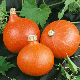 Семена тыквы Хакайдо Оранжевый Semo 25 г, Фасовка: Проф упаковка 200 г | Agriks