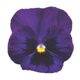 Насіння віоли Маріпоса F1 фіолетовий (purple) 100 шт Syngenta Flowers, Різновиди: Фіолетовий, Фасовка: Проф упаковка 100 шт | Agriks