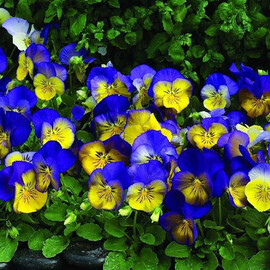Насіння віоли Маріпоса F1 синій поверх жовтого (blue over yellow) 100 шт Syngenta Flowers, Різновиди: Синій Поверх Жовтого, Фасовка: Проф упаковка 100 шт | Agriks