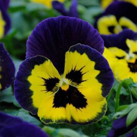 Семена виолы Матрикс F1 желтая с фиолетовым крылом (yellow purple wing) 100 шт Pan American, Разновидности: Желтый с фиолетовым крылом, Фасовка: Проф упаковка 100 шт | Agriks