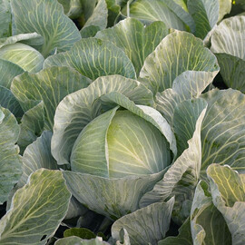 Кеплер F1 Syngenta семена капусты б/к , Фасовка: Проф упаковка 2 500 шт | Agriks