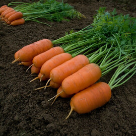 Насіння моркви Арон F1 Moravoseed 25 000 шт | Agriks