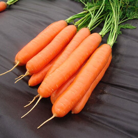 Насіння моркви Дарина Moravoseed 500 гр, Фасовка: Проф упаковка 100 г | Agriks