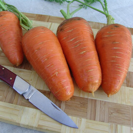 Насіння моркви Катрін Moravoseed від 100 г, Фасовка: Проф упаковка 100 г | Agriks