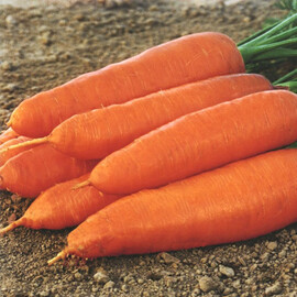Насіння моркви Коріна Moravoseed 100 гр, Фасовка: Проф упаковка 100 г | Agriks