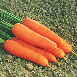 Насіння моркви Ступицька Moravoseed 500 гр, Фасовка: Проф упаковка 100 г | Agriks