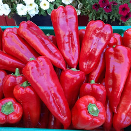 Семена перца Мако F1 Libra Seeds 250 шт, Фасовка: Проф упаковка 1 000 шт | Agriks