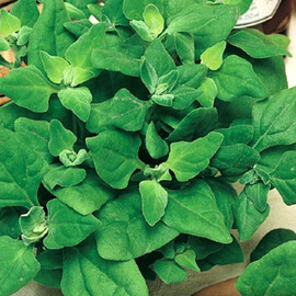 Семена шпината Новозеландский Moravoseed 250 гр, Фасовка: Проф упаковка 250 г, Цвет: Зеленый | Agriks