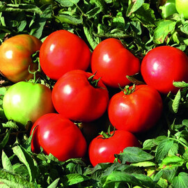 Насіння детермінантного томату Дайсон F1 Еsasem від 1 000 шт, Фасовка: Проф упаковка 1 000 шт | Agriks