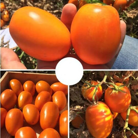 Семена томата детерминантного Оранж Плам F1 Spark Seeds от 500 шт, Фасовка: Проф упаковка 5 000 шт | Agriks