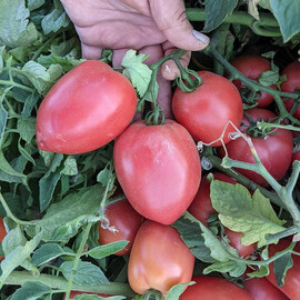 Насіння томату детермінантного Пінк Крос F1 Libra Seeds (Erste Zaden) 250  шт, Фасовка: Проф упаковка 1 000 шт | Agriks