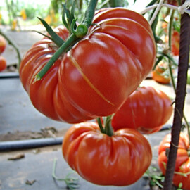 Насіння індетермінантного томату Брутус Moravoseed 10 гр, Фасовка: Проф упаковка 10 г | Agriks