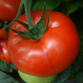 Насіння томату індетермінантного Целестін F1 Clause 250 шт, Фасовка: Міні упаковка 250 шт | Agriks