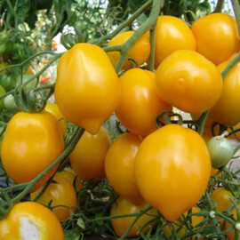 Насіння індетермінантного томату Цитрина Moravoseed 5 гр, Фасовка: Проф упаковка 5 г | Agriks
