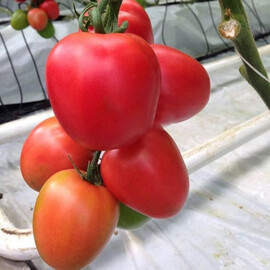 Насіння індетермінантного томата Конго F1 Clause від 250 шт | Agriks