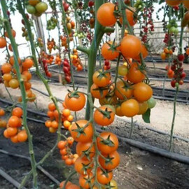 Насіння індетермінантного томату КС 97 F1 Kitano Seeds 100 шт, Фасовка: Проф упаковка 100 шт, Колір: Помаранчевий | Agriks