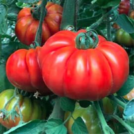 Насіння томату індетермінантного Марсалато F1 Enza Zaden від 5 шт, Фасовка: Проф упаковка 250 шт | Agriks