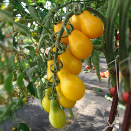 Насіння індетермінантного томату Перун Moravoseed 10 гр, Фасовка: Проф упаковка 10 г | Agriks