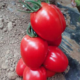 Насіння томату індетермінантного Пінк Піонер F1 Sakata 1 000 шт, Фасовка: Проф упаковка 500 шт | Agriks