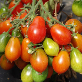 Насіння індетермінантного томату Радана Moravoseed 10 гр, Фасовка: Проф упаковка 10 г | Agriks
