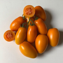 Насіння детермінантного томату Ремембе F1 Spark Seeds від 250 шт, Фасовка: Проф упаковка 250 шт | Agriks