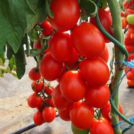 Насіння індетермінантного томату Сонет F1 Moravoseed 500 шт | Agriks