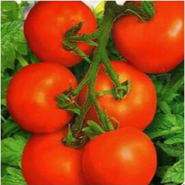 Семена томата индетерминантного Толстой F1 Bejo от 10 шт (Agriks), Фасовка: Проф упаковка 1 000 шт | Agriks