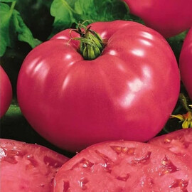 Насіння томату напівдетермінантного Розарій F1 Libra Seeds (Erste Zaden) 250 шт, Фасовка: Проф упаковка 100 шт | Agriks