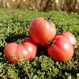 Насіння томату індетермінантного Дінеро F1 (ТС 02-0082 F1) Solare Sementi від 250 шт, Фасовка: Проф упаковка 250 шт | Agriks