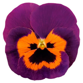 Семена виолы Инспаер F1 пурпурная с оранжевым глазком 100 шт Benary, Разновидности: Purple, Фасовка: Проф упаковка 100 шт | Agriks