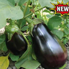 Модар F1 Lark Seeds семена баклажана, Фасовка: Мини упаковка 10 шт | Agriks