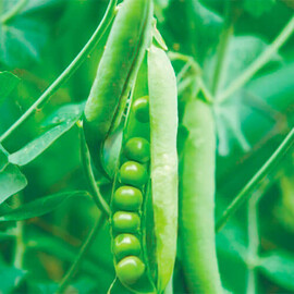 Муціо Syngenta насіння гороху, Фасовка: Міні упаковка 10 г | Agriks