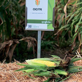 Насіння суперсолодкої кукурудзи 007R F1 Syngenta 100 000 шт | Agriks