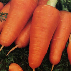 Насіння моркви Шантане Ред Коред 2 Bakker Brothers 250 г, Фасовка: Проф упаковка 50 г | Agriks