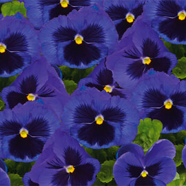 Семена виолы Инспаер Плюс F1 синяя с глазком 100 шт Benary, Разновидности: Blue Blotch, Фасовка: Проф упаковка 100 шт | Agriks