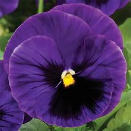 Семена виолы Колоссус F1 синяя с глазком 100 шт Syngenta Flowers, Разновидности: Синяя с глазком, Фасовка: Проф упаковка 100 шт | Agriks