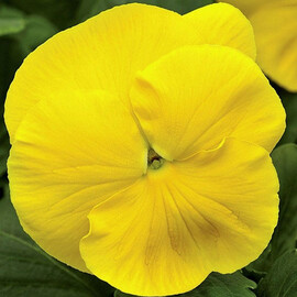 Насіння віоли Маммут F1 жовта 100 шт Syngenta Flowers, Різновиди: Жовтий, Фасовка: Проф упаковка 100 шт | Agriks