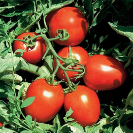 Насіння детермінантного томату Сурія F1 Hazera 1 000 шт | Agriks