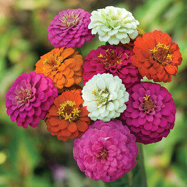 Насіння циннії Дейліа мікс Floragran від 10 шт, Фасовка: Проф упаковка 100 шт | Agriks