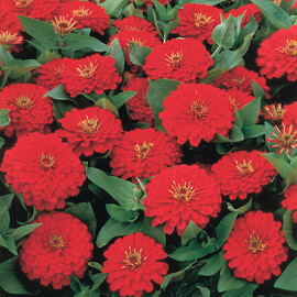 Насіння циннії Дейліа темно-червона від 10 шт Floragran, Фасовка: Міні упаковка 10 шт | Agriks
