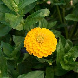 Насіння циннії Дейліа жовта Floragran від 10 шт, Фасовка: Проф упаковка 100 шт | Agriks