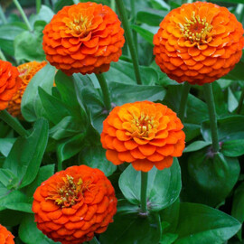 Семена цинии Лилипут оранжевая от 10 шт Floragran, Фасовка: Мини упаковка 10 шт | Agriks