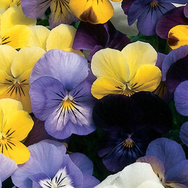 Семена виолы крупноцветной Микс от 0,1 г Floragran, Фасовка: Мини упаковка 1 г | Agriks