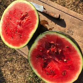 Блейкі F1 (INX 1748) Innova Seeds насіння кавуна, Фасовка: Проф упаковка 1 000 шт | Agriks